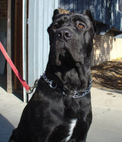 Utah Cane Corso