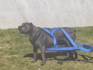 cane corso breeder utah