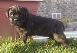 cane corso breeder utah