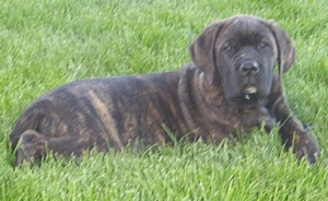 cane corso breeder utah