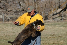 cane corso breeder utah