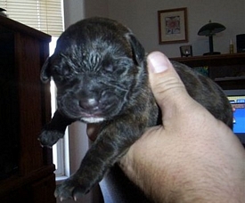 cane corso breeder utah
