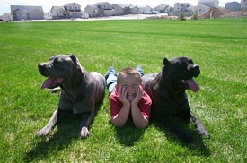 cane corso breeder utah