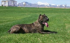 cane corso breeder utah