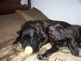 cane corso breeder utah