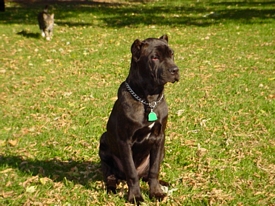 cane corso breeder utah