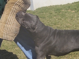 cane corso breeder utah