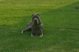 cane corso breeder utah