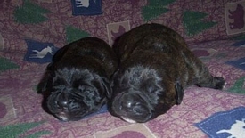 cane corso breeder utah
