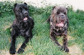 cane corso breeder utah