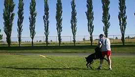 cane corso breeder utah