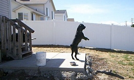 cane corso breeder utah