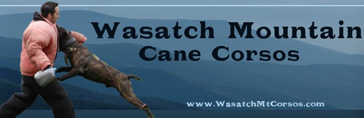 cane corso breeder utah