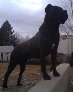 cane corso breeder utah