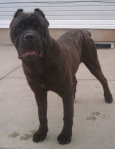 Upcoming Cane Corso Breeding
