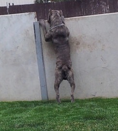 cane corso breeder utah