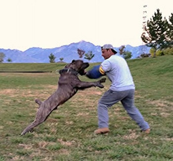 cane corso breeder utah