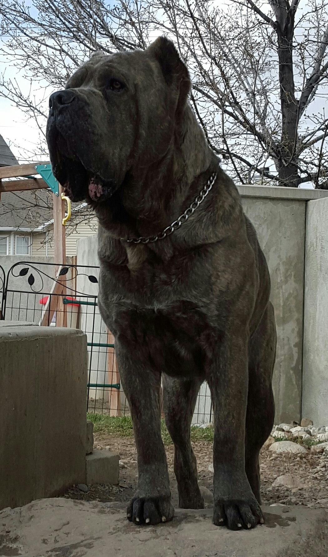 cane corso breeder utah