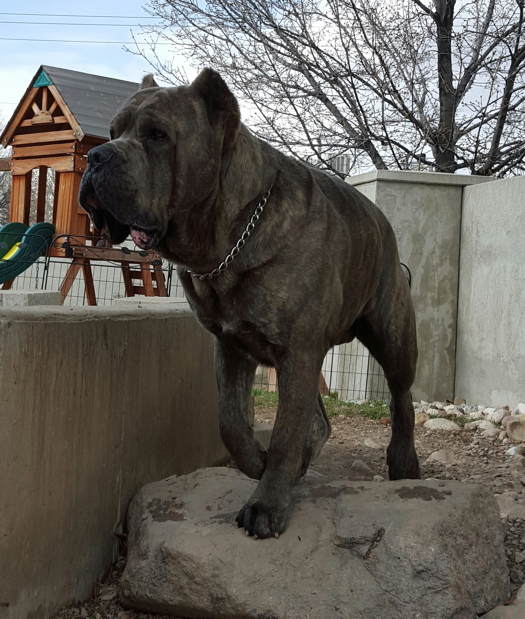 cane corso breeder utah