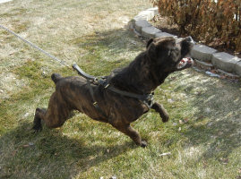 cane corso breeder utah