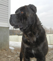 cane corso breeder utah