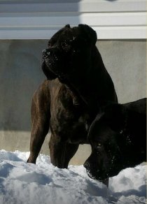 cane corso breeder utah