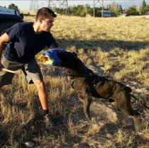 cane corso breeder utah