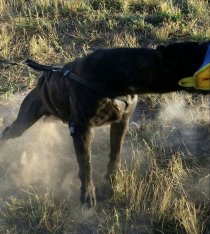 cane corso breeder utah