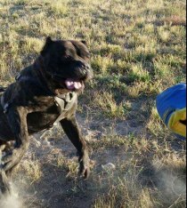 cane corso breeder utah