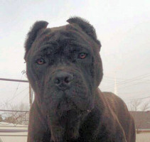 cane corso breeder utah