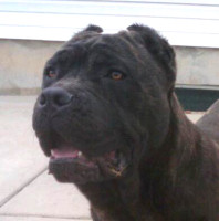 cane corso breeder utah