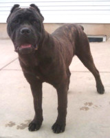 cane corso breeder utah
